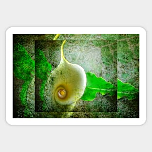 Arum lily. Sticker